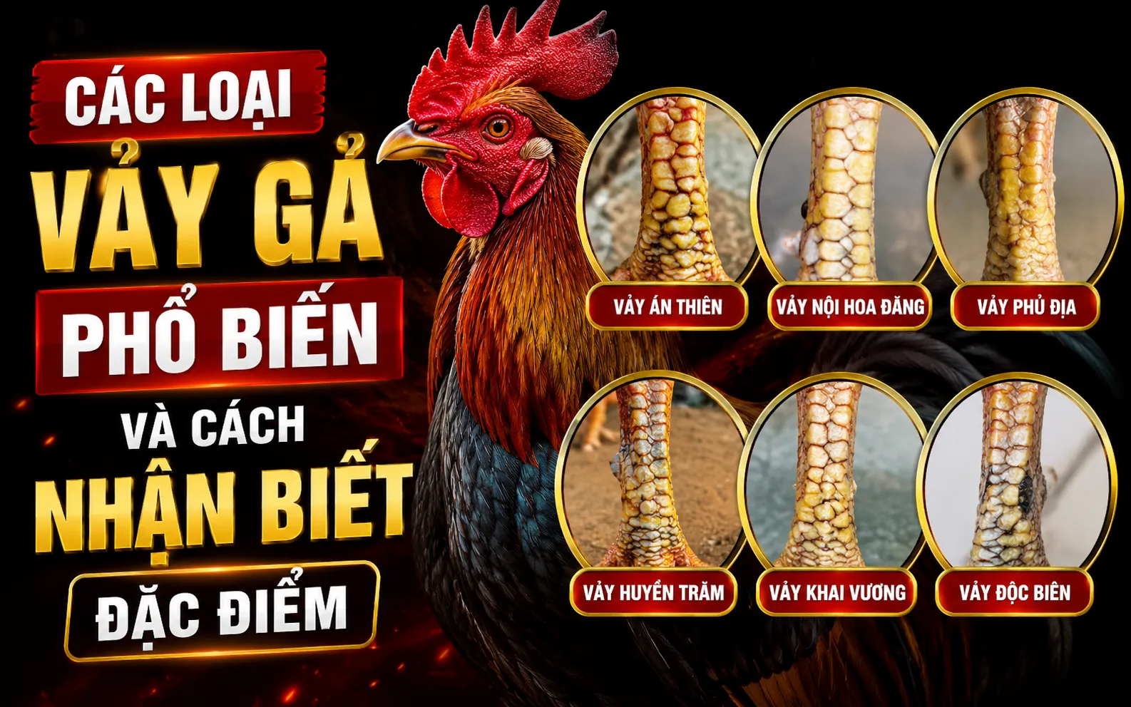 Các Loại Vảy Gà Phổ Biến