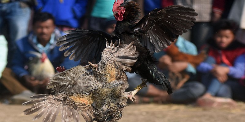 Kinh nghiệm chơi đá gà cựa dao là bạn cần nắm rõ quy luật một trận đấu
