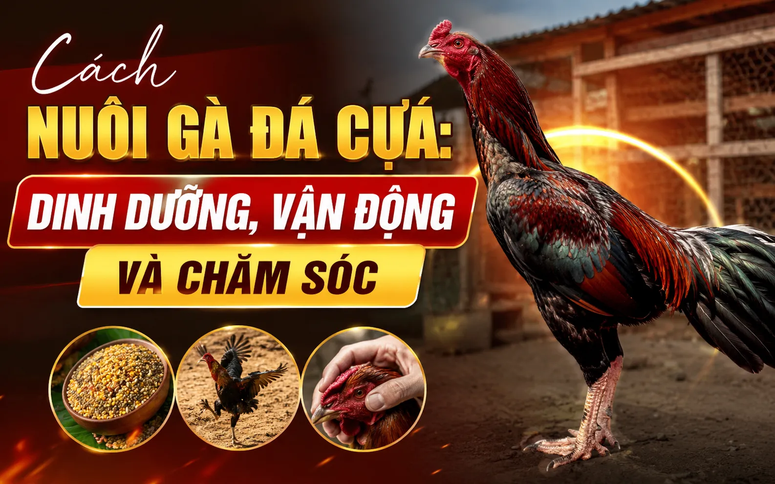 Cách Nuôi Gà Đá Cựa Sắt