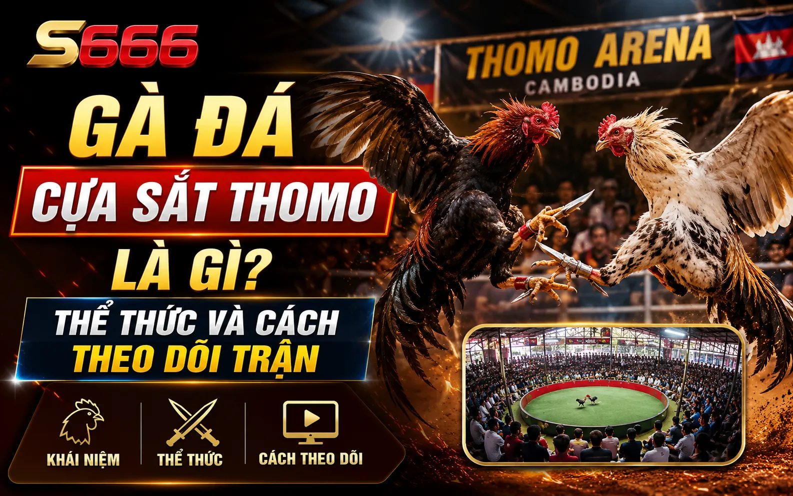 Gà đá cựa sắt Thomo là gì